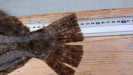 フィッシングボートACE(エース) 釣果