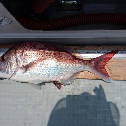 フィッシングボートACE(エース) 釣果