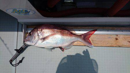 フィッシングボートACE(エース) 釣果