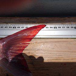 フィッシングボートACE(エース) 釣果