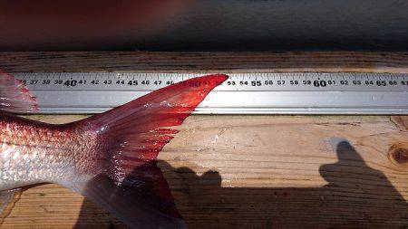 フィッシングボートACE(エース) 釣果