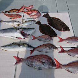 フィッシングボートACE(エース) 釣果