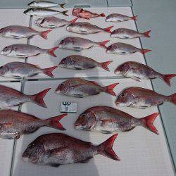 フィッシングボートACE(エース) 釣果