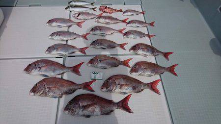 フィッシングボートACE(エース) 釣果