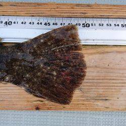 フィッシングボートACE(エース) 釣果