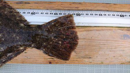 フィッシングボートACE(エース) 釣果