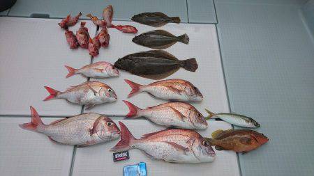 フィッシングボートACE(エース) 釣果