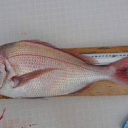 フィッシングボートACE(エース) 釣果