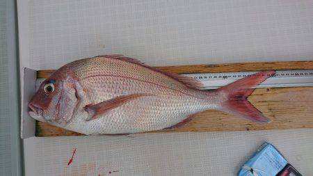 フィッシングボートACE(エース) 釣果