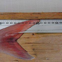 フィッシングボートACE(エース) 釣果