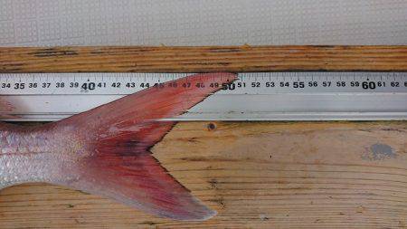 フィッシングボートACE(エース) 釣果