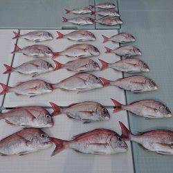 フィッシングボートACE(エース) 釣果