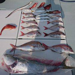 フィッシングボートACE(エース) 釣果