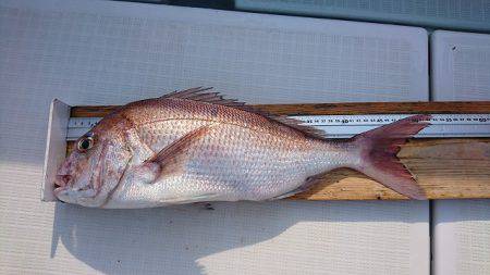 フィッシングボートACE(エース) 釣果