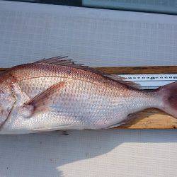 フィッシングボートACE(エース) 釣果