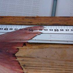 フィッシングボートACE(エース) 釣果