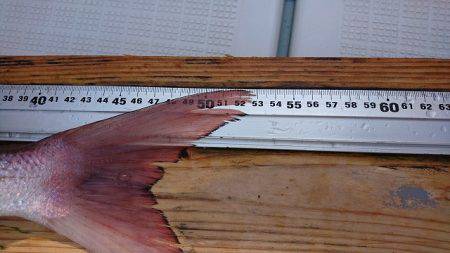 フィッシングボートACE(エース) 釣果