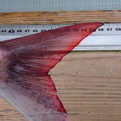 フィッシングボートACE(エース) 釣果