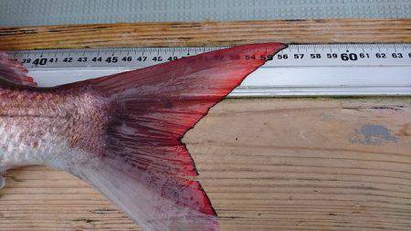 フィッシングボートACE(エース) 釣果