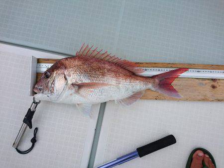 フィッシングボートACE(エース) 釣果