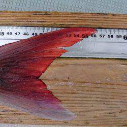 フィッシングボートACE(エース) 釣果