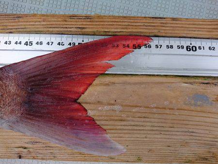 フィッシングボートACE(エース) 釣果