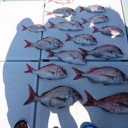 フィッシングボートACE(エース) 釣果