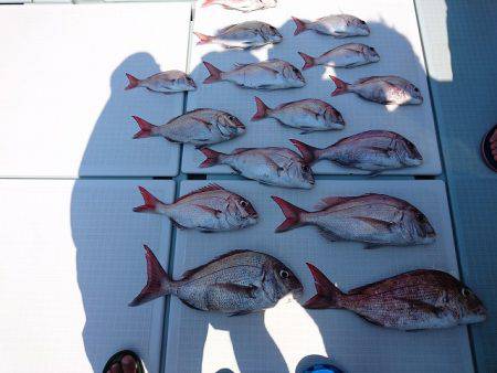 フィッシングボートACE(エース) 釣果