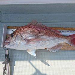 フィッシングボートACE(エース) 釣果