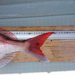 フィッシングボートACE(エース) 釣果