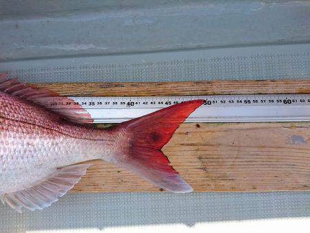 フィッシングボートACE(エース) 釣果