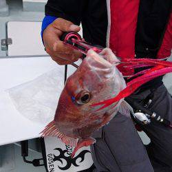 フィッシングボートACE(エース) 釣果