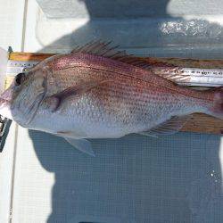 フィッシングボートACE(エース) 釣果