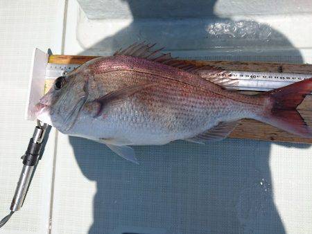 フィッシングボートACE(エース) 釣果