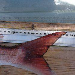 フィッシングボートACE(エース) 釣果