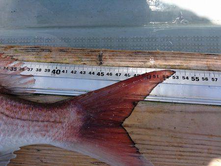 フィッシングボートACE(エース) 釣果