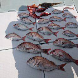 フィッシングボートACE(エース) 釣果