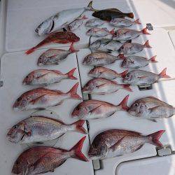 フィッシングボートACE（エース） 釣果