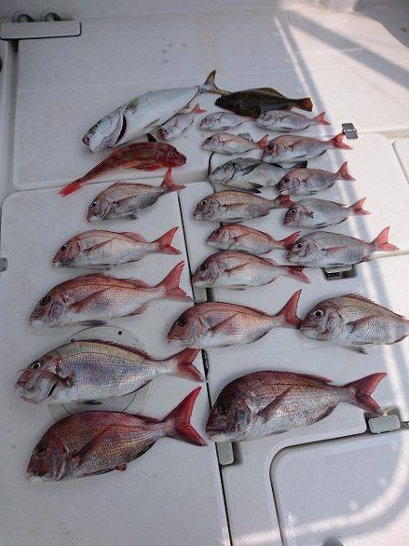 フィッシングボートACE（エース） 釣果