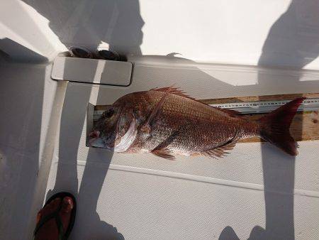 フィッシングボートACE(エース) 釣果