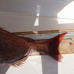 フィッシングボートACE(エース) 釣果