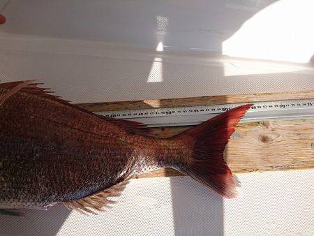 フィッシングボートACE(エース) 釣果