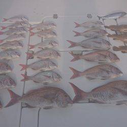 フィッシングボートACE（エース） 釣果