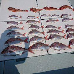 フィッシングボートACE（エース） 釣果