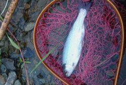 会津大川（会津非出資漁業協同組合） 釣果