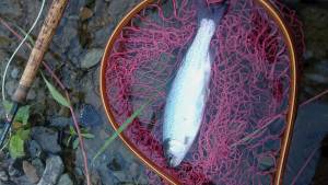 会津大川（会津非出資漁業協同組合） 釣果