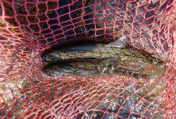 会津大川（会津非出資漁業協同組合） 釣果