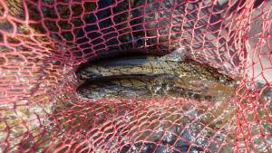 会津大川（会津非出資漁業協同組合） 釣果