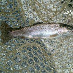 フィッシングエリア帝釈 釣果