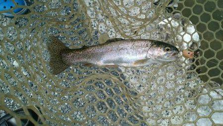 フィッシングエリア帝釈 釣果